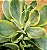 Crassula rusby variegata - Imagem 3