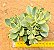 Crassula rusby variegata - Imagem 4