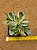 Crassula rusby variegata - Imagem 5