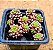 Cremmosedum little gem - Imagem 2