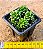 Cremmosedum little gem - Imagem 3