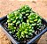 Cremmosedum little gem - Imagem 2