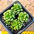 Cremmosedum little gem - Imagem 1