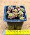 Cremmosedum little gem - Imagem 3