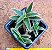 Cyanotis somalienses - Imagem 1