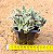Cyanotis somalienses - Imagem 3