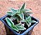 Cyanotis somalienses - Imagem 2