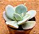 Echeveria gila - Imagem 2