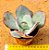Echeveria gila - Imagem 2