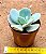 Echeveria gila - Imagem 3