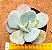Echeveria gila - Imagem 1