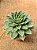 Echeveria gilva - Imagem 5