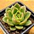 Echeveria gilva - Imagem 4