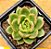 Echeveria gilva - Imagem 3