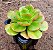 Echeveria ginmei tennyo - Imagem 2