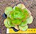 Echeveria ginmei tennyo - Imagem 1
