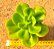 Echeveria ginmei tennyo - Imagem 1