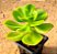 Echeveria ginmei tennyo - Imagem 2