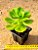Echeveria ginmei tennyo - Imagem 4
