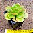 Echeveria ginmei tennyo - Imagem 3