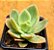 Echeveria golden glow - Imagem 1