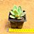 Echeveria golden glow - Imagem 3