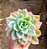 Echeveria golden glow - Imagem 5