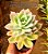Echeveria golden glow - Imagem 6
