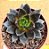 Echeveria gotica - Imagem 2