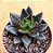 Echeveria gotica - Imagem 1