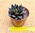 Echeveria gotica - Imagem 3