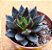 Echeveria gotica - Imagem 4