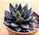 Echeveria gotica - Imagem 5