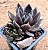 Echeveria gotica - Imagem 2