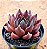 Echeveria gotica - Imagem 1
