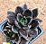 Echeveria gotica - Imagem 1