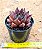 Echeveria gotica - Imagem 3