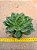Echeveria green rose - Imagem 2