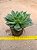 Echeveria green rose - Imagem 3