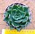 Echeveria green rose - Imagem 2