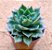 Echeveria green rose - Imagem 1