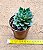 Echeveria green rose - Imagem 3