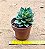 Echeveria green rose - Imagem 4