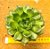 Echeveria green rose - Imagem 1