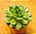 Echeveria green rose - Imagem 2