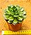 Echeveria green rose - Imagem 3