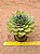 Echeveria green rose - Imagem 4