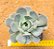 Echeveria grey prince - Imagem 1