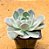 Echeveria grey prince - Imagem 2
