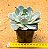 Echeveria grey prince - Imagem 3